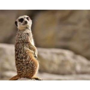xr:d:DAGAKUewPys:2,j:5028691375274358814,t:24032117