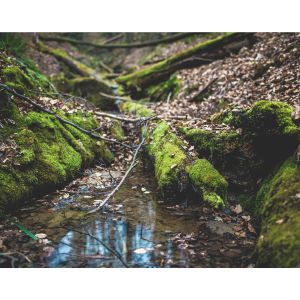 Mill Pond Conservation